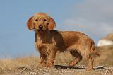 BASSET FAUVE DE BRETAGNE 040